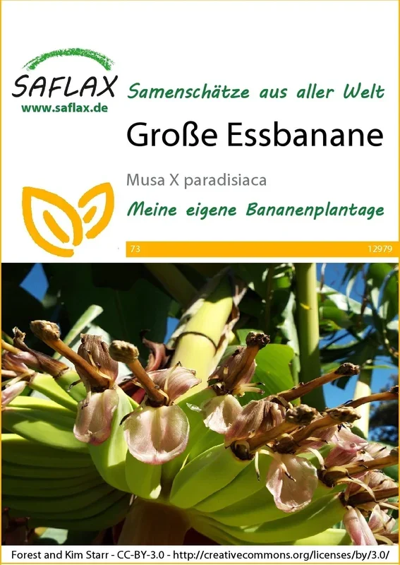 Saflax Große Essbanane