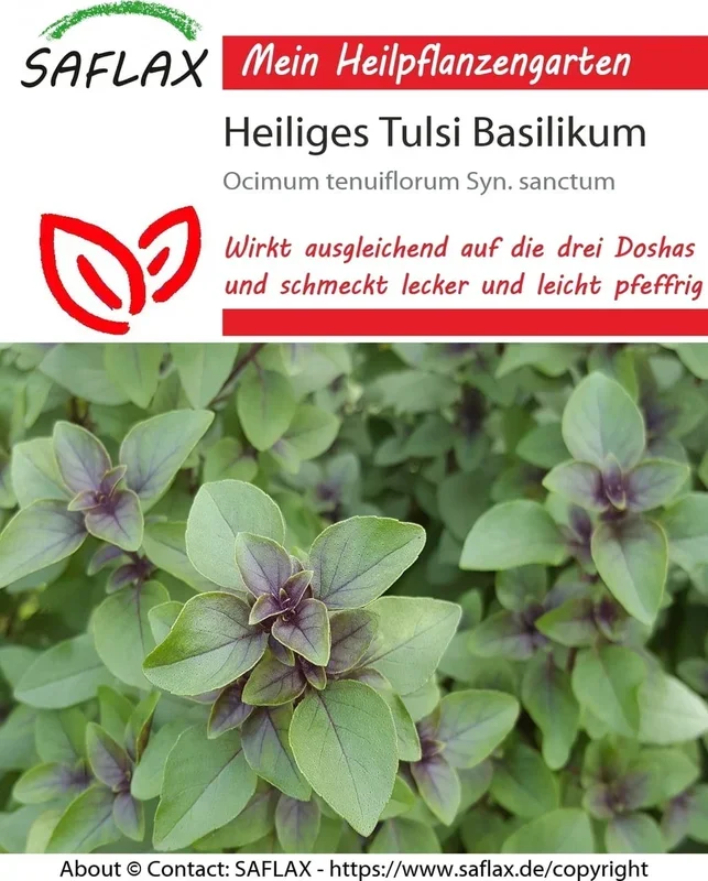 Saflax Heiliges Tulsi Basilikum