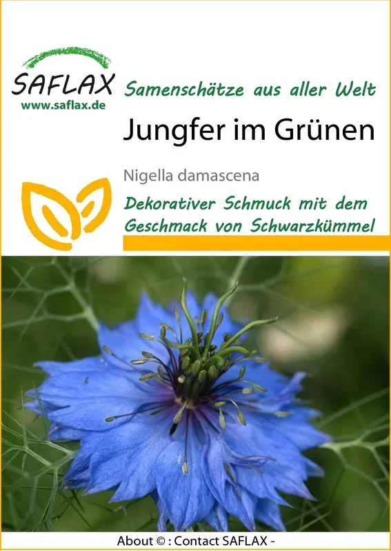 Saflax Jungfer im Grünen