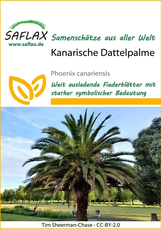 Saflax Kanarische Dattelpalme