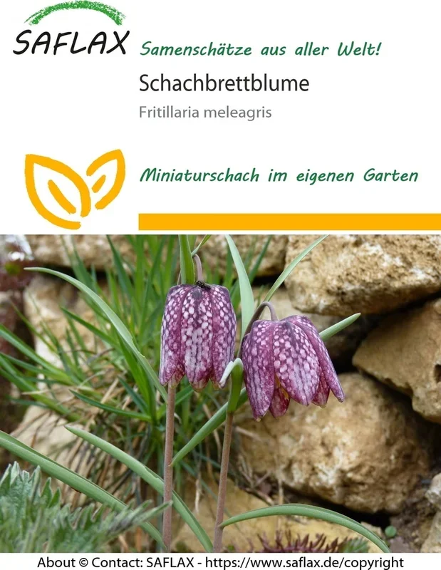 Saflax Schachbrettblume