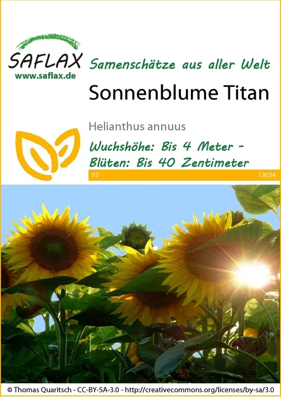 Saflax Sonnenblume Titan