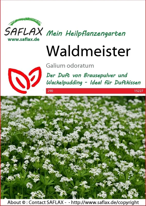 Saflax Waldmeister