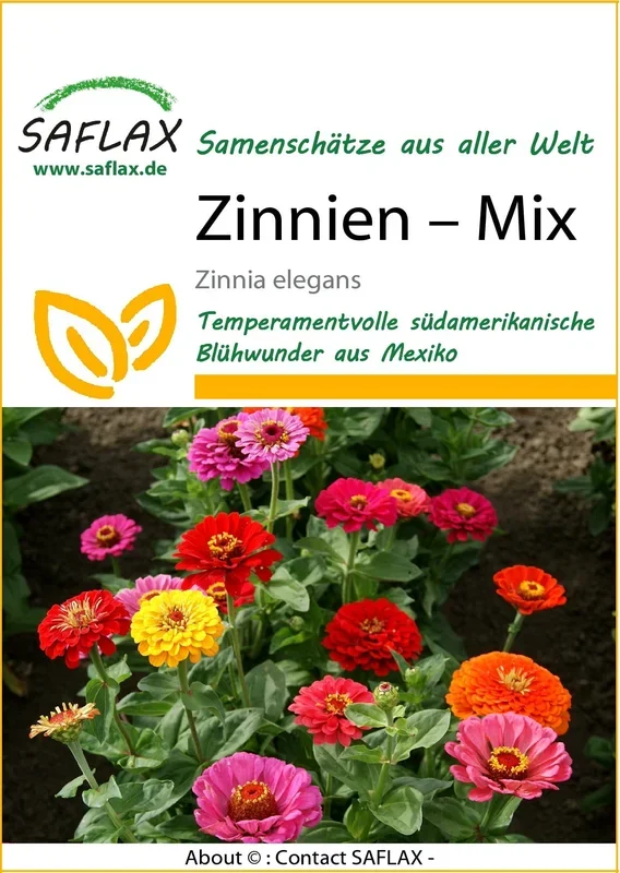 Saflax Zinnien – Mix