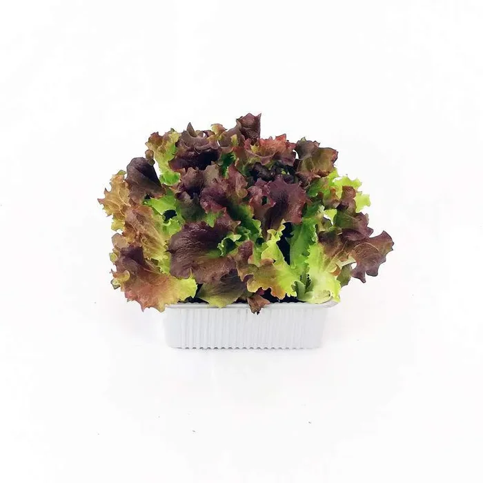 Salanova Mehrblattsalat Blond und Rot Mix