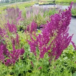 Salbei (Salvia nemorosa) Schwellenburg