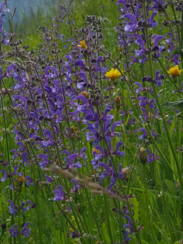 Salbei, Wiesen-Salbei – Salvia pratensis