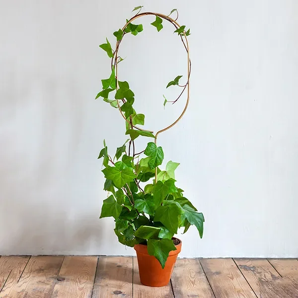 SALE: Pack of 5x Arch Stakes – Previous colour batch