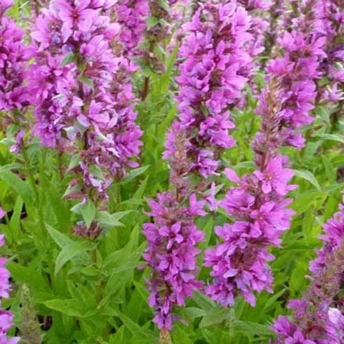 Salicaria Zigeunerblut