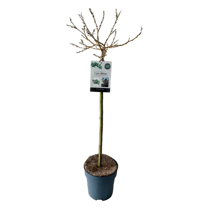 Salix Helvetica – Dwarf Willow