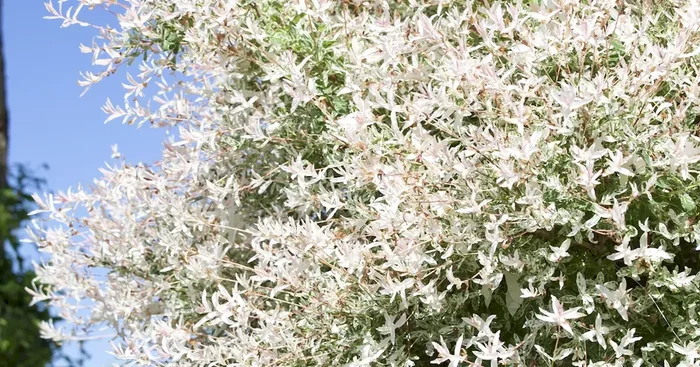 Salix integra ‚Hakuro Nishiki‘