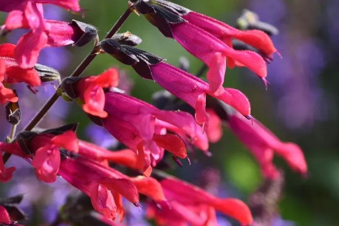 Salvia ‚Amante‘ (Sommer-Salbei)