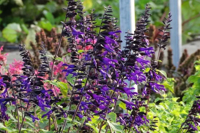 Salvia ‚Amistad‘ (Sommer-Salbei)