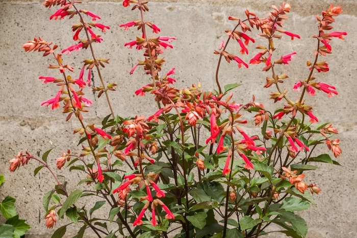 Salvia ‚Ember’s Wish‘ (Sommer-Salbei)