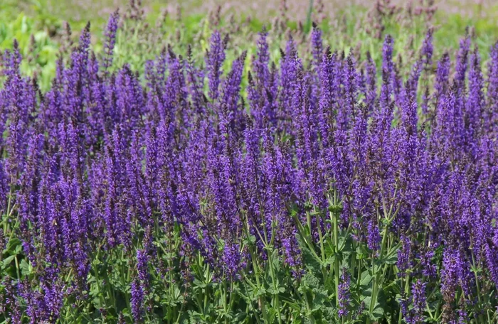 Salvia nemorosa ‚Mainacht‘ (Ziersalbei | Steppensalbei)