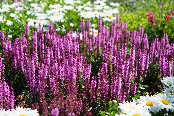 Salvia nemorosa ‚Midnight Rose‘ (Ziersalbei)