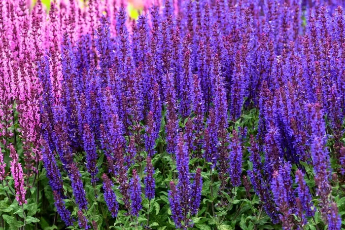 Salvia nemorosa ‚Noche‘ (Ziersalbei)