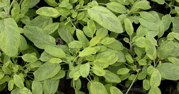 Salvia officinalis Icterina