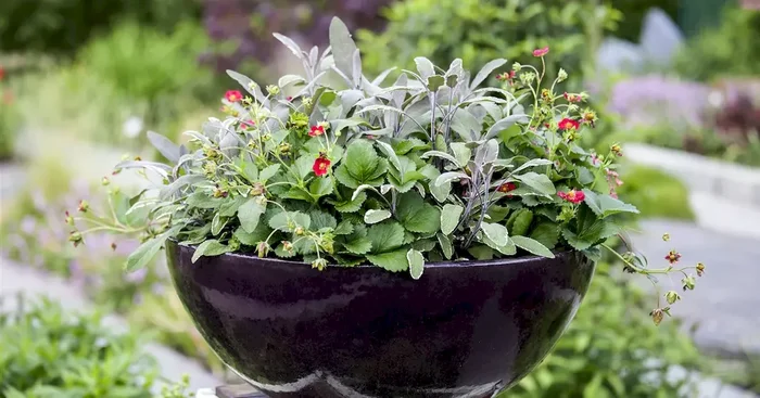 Salvia officinalis Tricolor