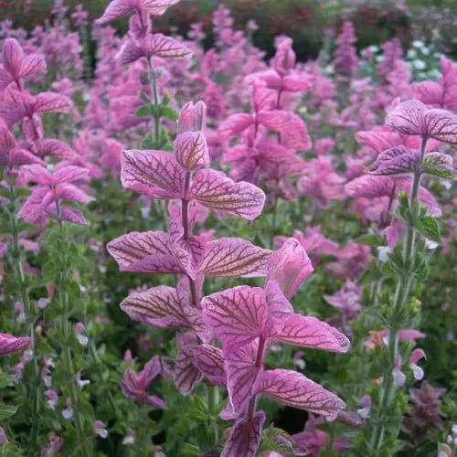 Salvia Viridis ‚Pink Sundae‘
