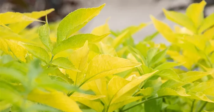 Sambucus canadensis ‚Aurea’${2}