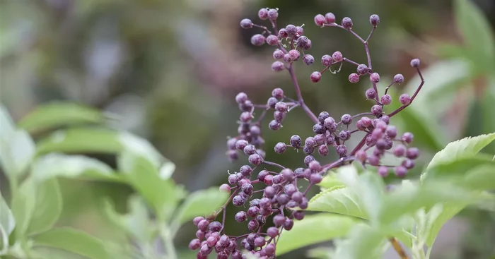 Sambucus nigra${2}