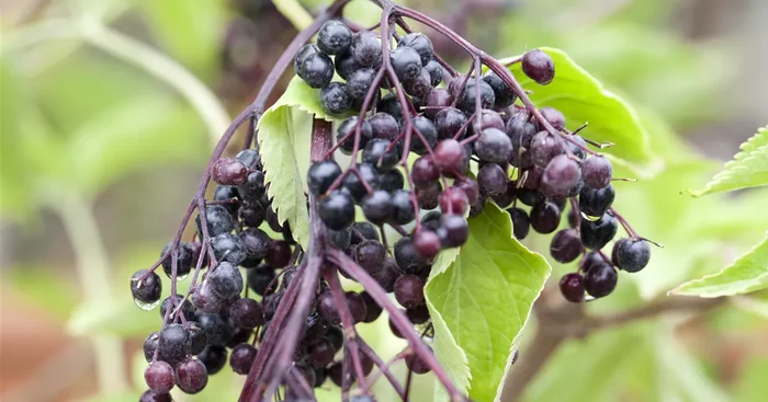 Sambucus nigra ‚Haidegg 17‘ -R-
