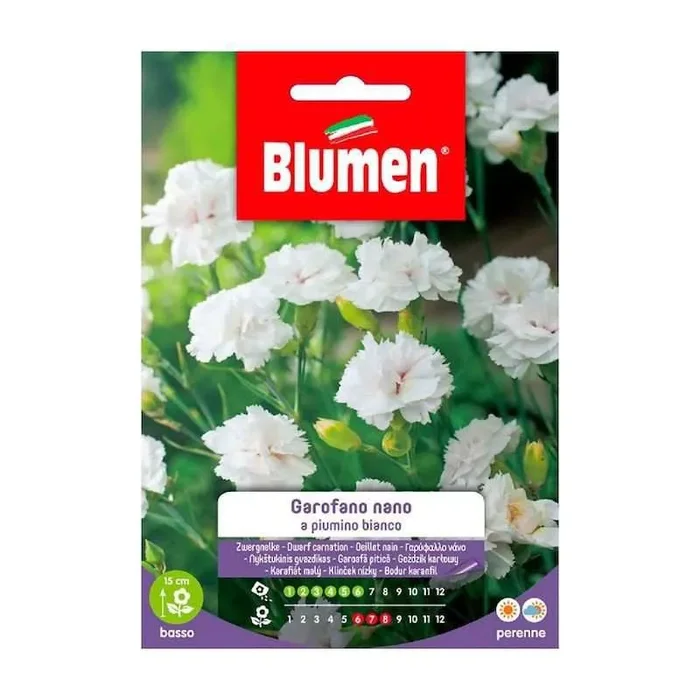 Samen der Weißen Zwergnelke