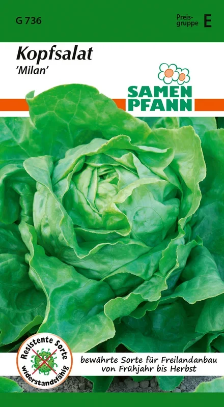 Samen Pfann Kopfsalat Milan
