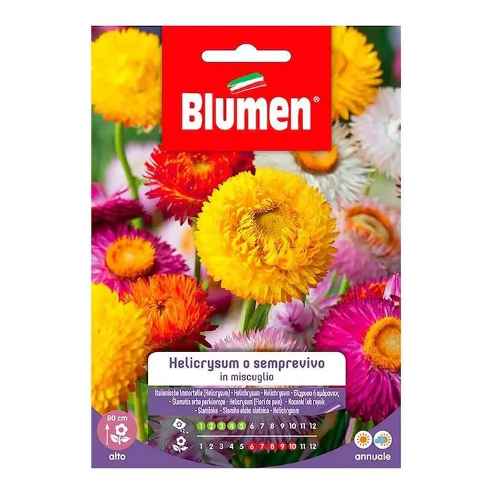 Samen von Helicrysum oder Hauswurz in Mischung