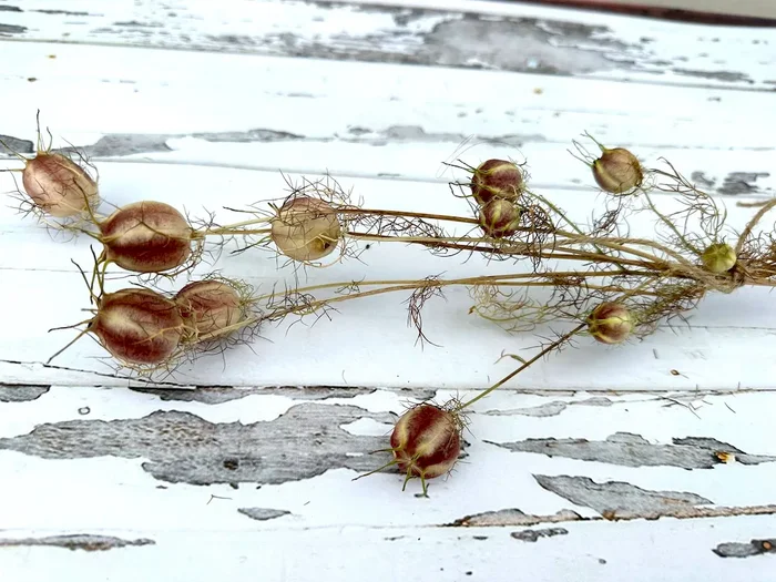 Samenkapsel Jungfer im Grünen (getrocknet) – Trockenblumen DIY