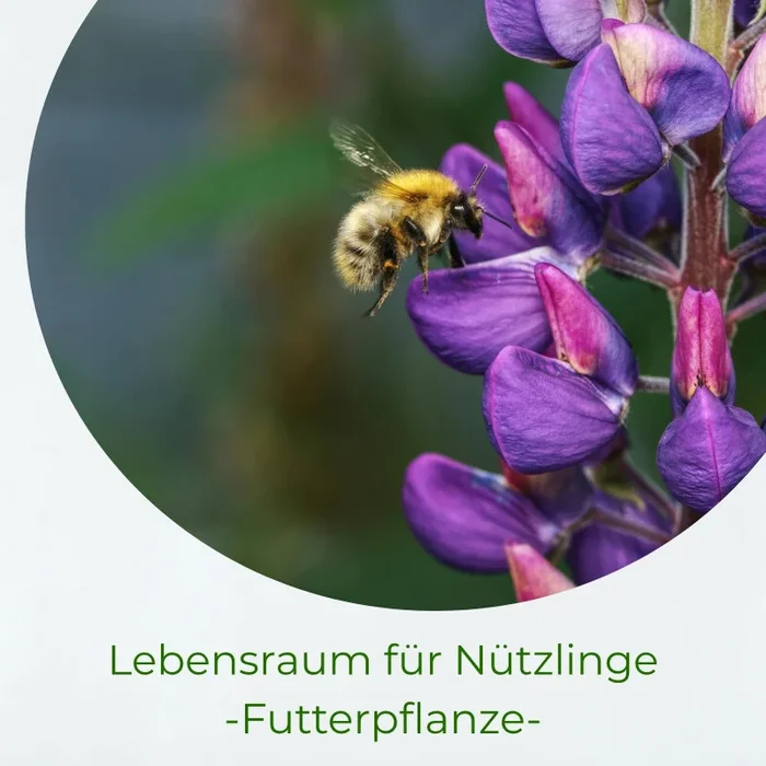Samenshop24® Düngelupinen „Blaue Lupine“, Gründünger & Bodenkur 2,5kg