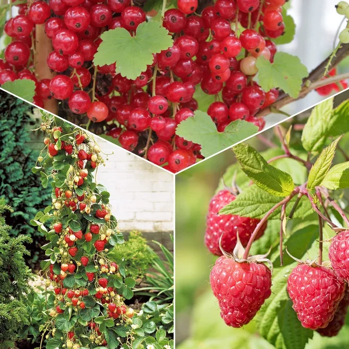 Sammlung von Obstbäumen mit roten Früchten (x9)