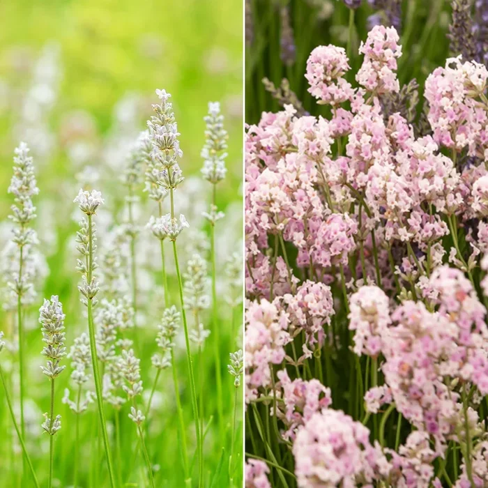 Sammlung von weißem und rosa Lavendel (x4)