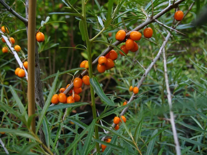 Sanddorn Frugana, weiblich