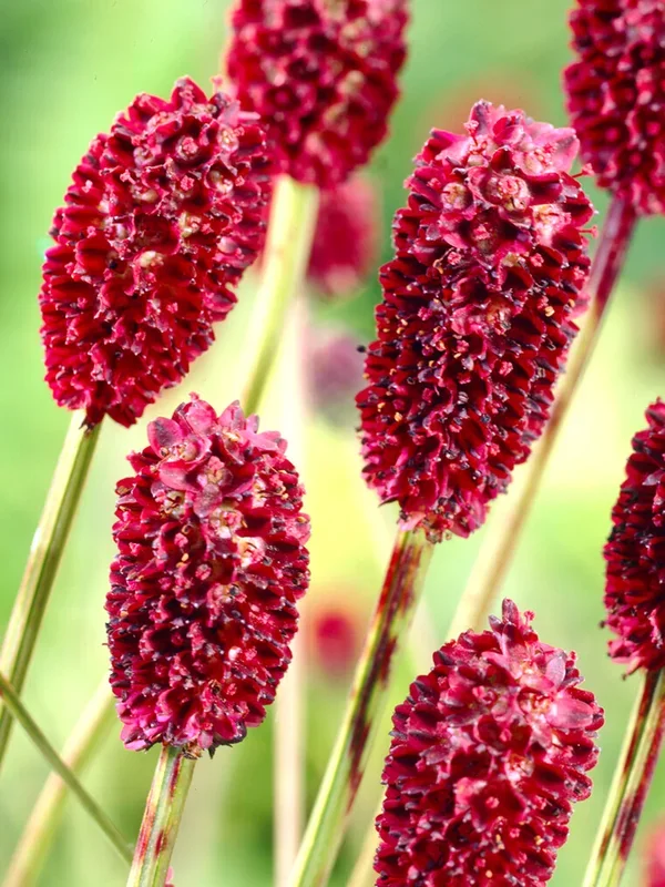 Sanguisorba (Wiesenknopf)