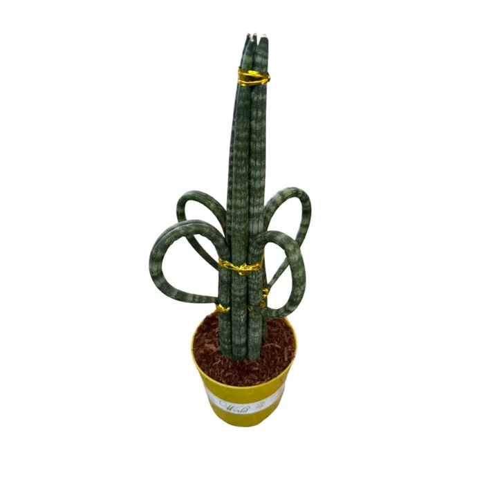 Sansevieria Cylindrica (Rocket) (0.3mh)