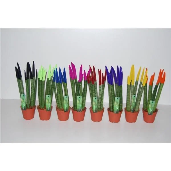 Sansevieria Cylindrica Straight -Spaghetti VELVET TOUCHZ®- 30 cm Bogenhanf Zimmerpflanze