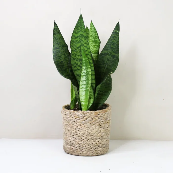 Sansevieria Laurentii (Bogenhanf)