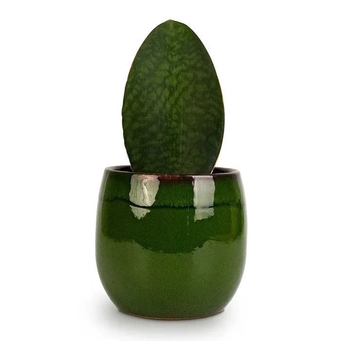 Sansevieria masoniana Victoria – Shark Fin Snake Plant