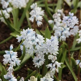 Saphir-Hyazinthe (Puschkinia libanotica)