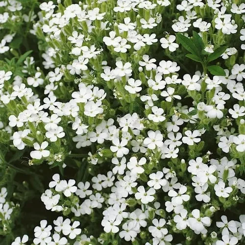 Saponaria Vaccaria White