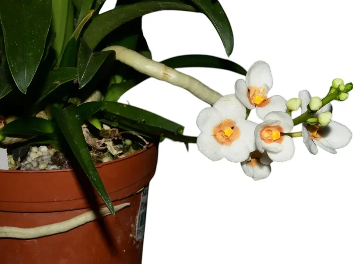 Sarcochilus Madge ‚Free‘ x Madge ‚One‘