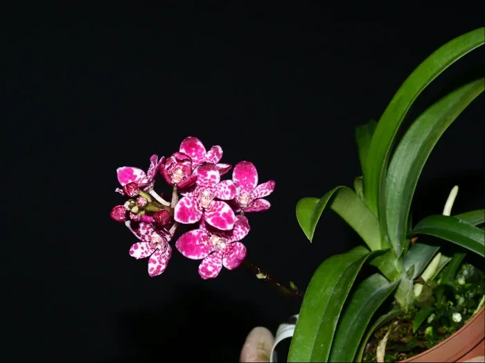 Sarcochilus Nelligen #1 x Sarcochilus George Colthup ‚Lloyd‘