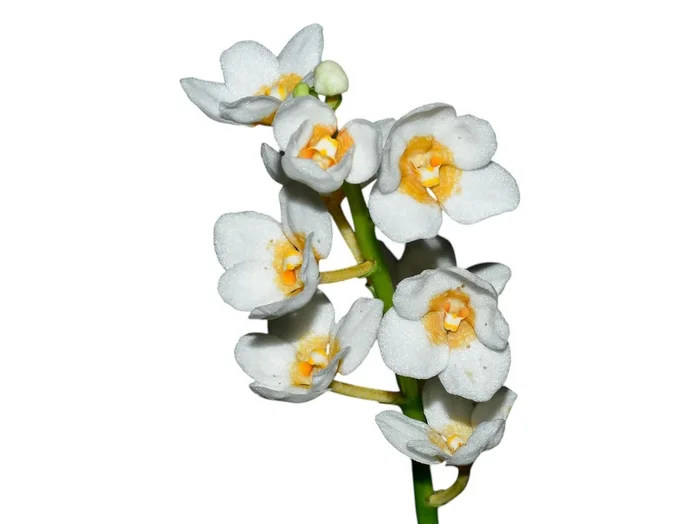 Sarcochilus Yellow Hart