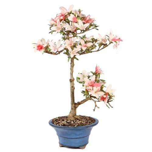 Satsuki Azalea – ST5425SA-V