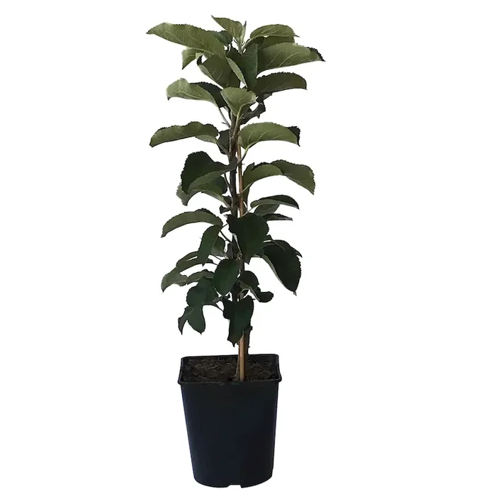 Säulenapfel 1a-plant Finn (S)