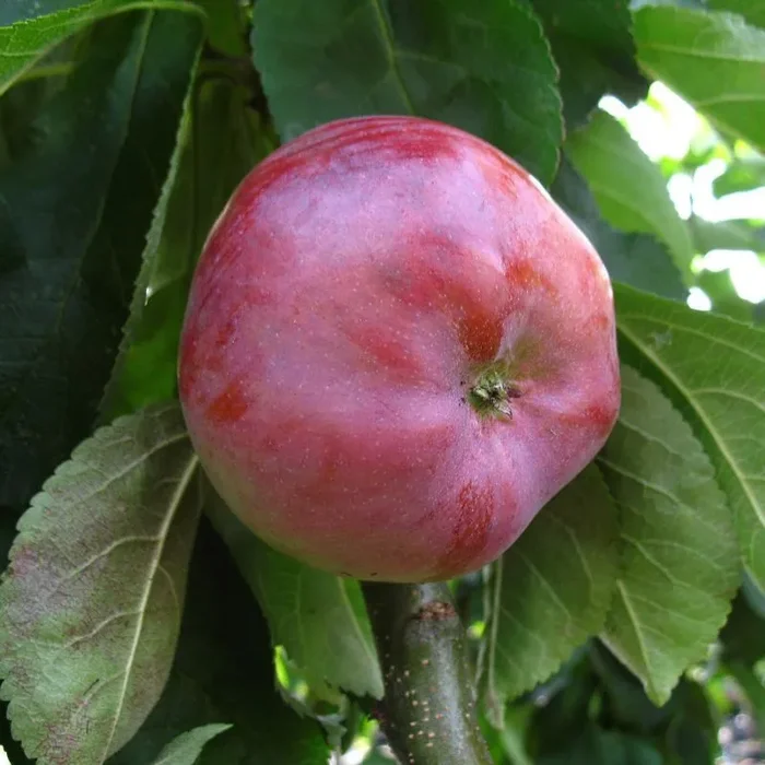 Säulenapfel ‚Dzin‘ ® – Säulenobst