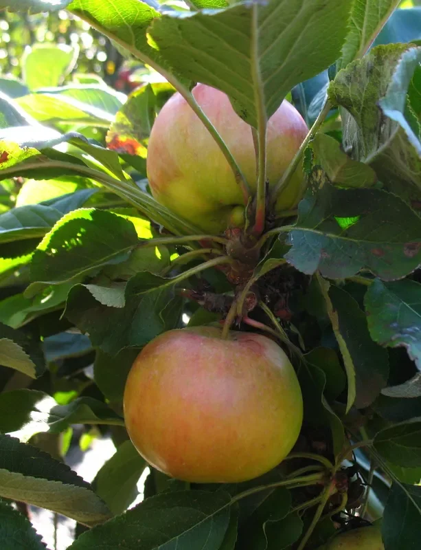 Säulenapfel ‚McIntosh‘