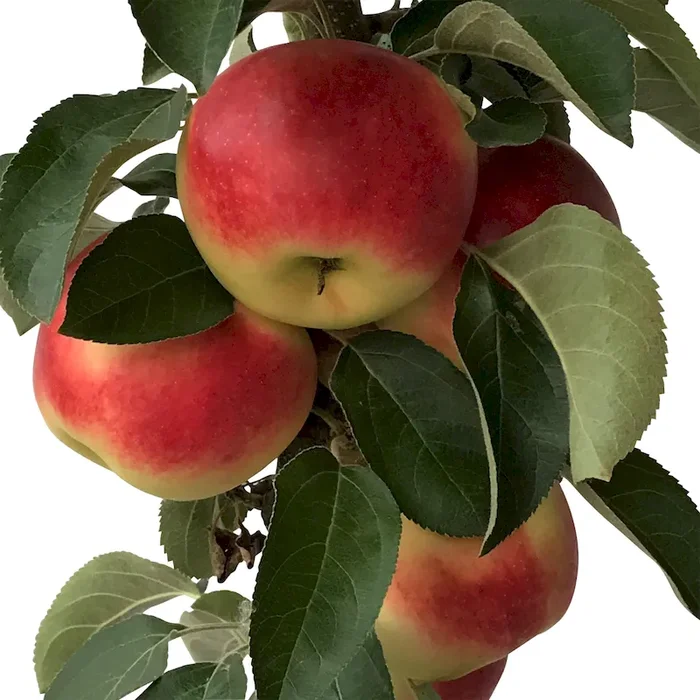 Säulenapfel Campanilo ® Quattro (S)